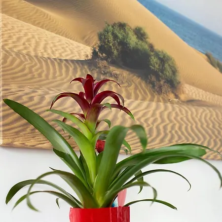Cary's * Las Palmas de Gran Canaria